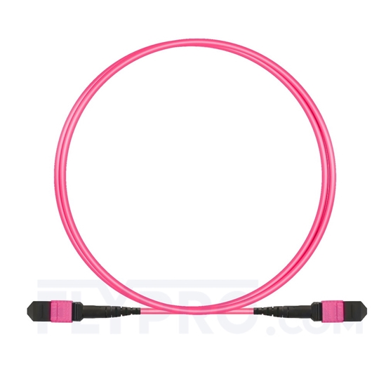 Picture of 1m (3ft) MTP-MTP Patch Cable Female 12 Fibers Type B Plenum (OFNP) OM4 (OM3) 50/125 Multimode Elite, Magenta